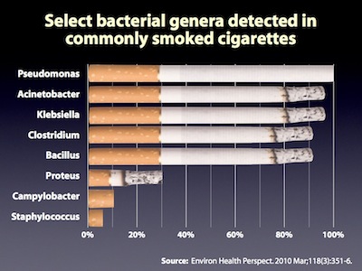 **Pathogenic bacteria found in commonly smoked cigarettes** – Microbes may play a greater role in the pathogenesis of diseases caused by smoking tobacco than previously thought.