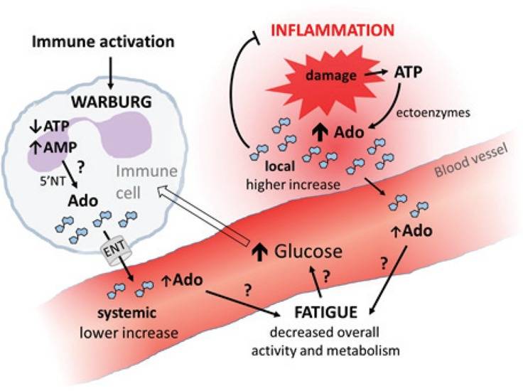 role_of_adenosine_large.jpg