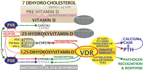 25 Hydroxyvitamin D Level Chart