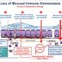 loss-of-mucosal-immune-homeostasis.jpg